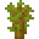 ACACIA_SAPLING