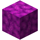 BUBBLE_CORAL_BLOCK