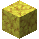 HORN_CORAL_BLOCK