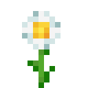 OXEYE_DAISY