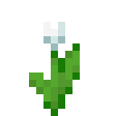 WHITE_TULIP